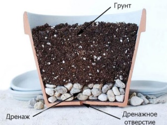 Como cultivar alho em casa?