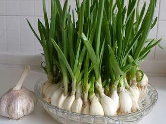 Bagaimana untuk menanam bawang putih di rumah?