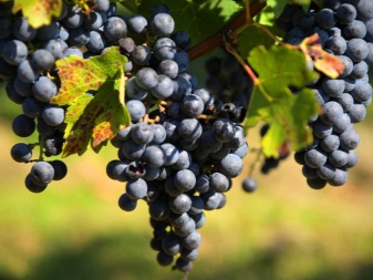 Co to jest zgnilizna winogron i jak sobie z tym poradzić?