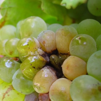 Apa itu busuk pada buah anggur dan bagaimana cara mengatasinya?