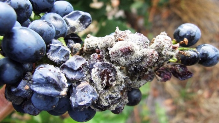 What is rot on grapes and how to deal with it?