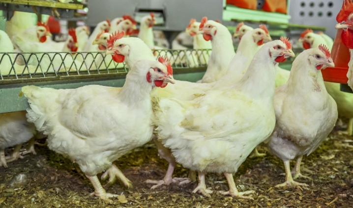 Aliment Purina pour poulets de chair: composition, sélection et caractéristiques d'alimentation