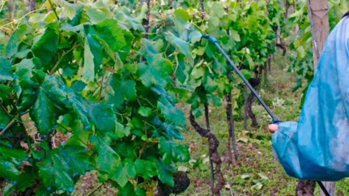 How to use iron sulphate for grapes?