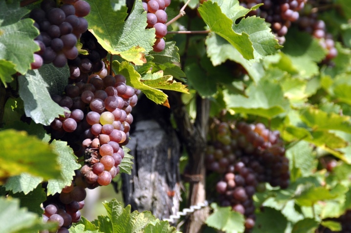 How to use iron sulphate for grapes?