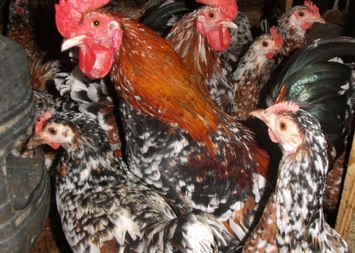 Zierhühner: beliebte Rassen und Merkmale ihres Inhalts