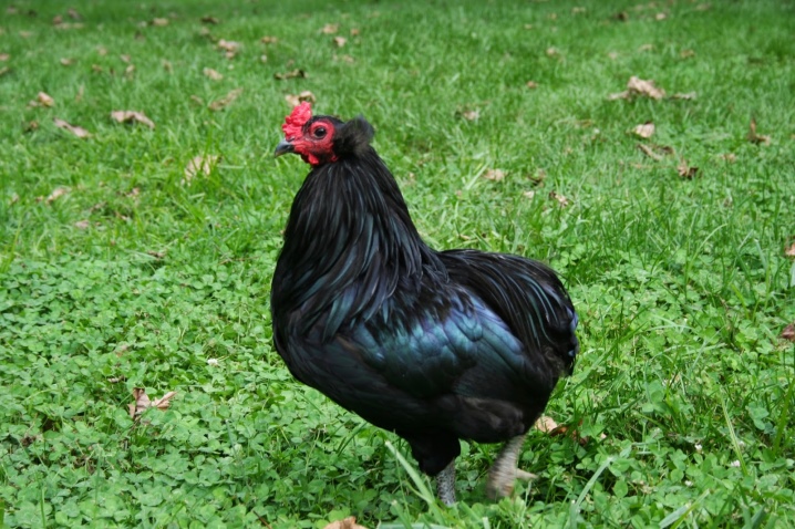 Dekorative kyllinger: populære racer og funktioner i deres indhold
