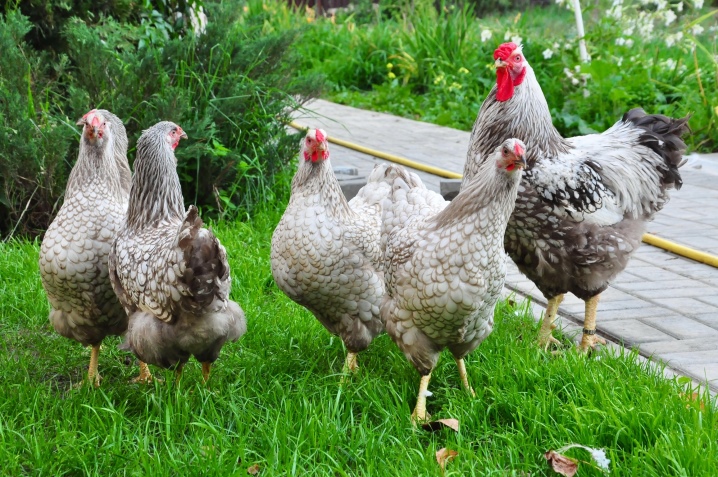 Dekorative kyllinger: populære raser og funksjoner i innholdet deres