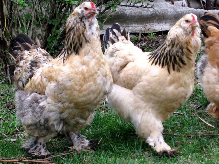 Dekorative kyllinger: populære raser og funksjoner i innholdet deres