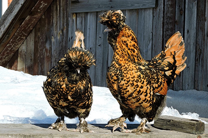Dekorative kyllinger: populære racer og funktioner i deres indhold