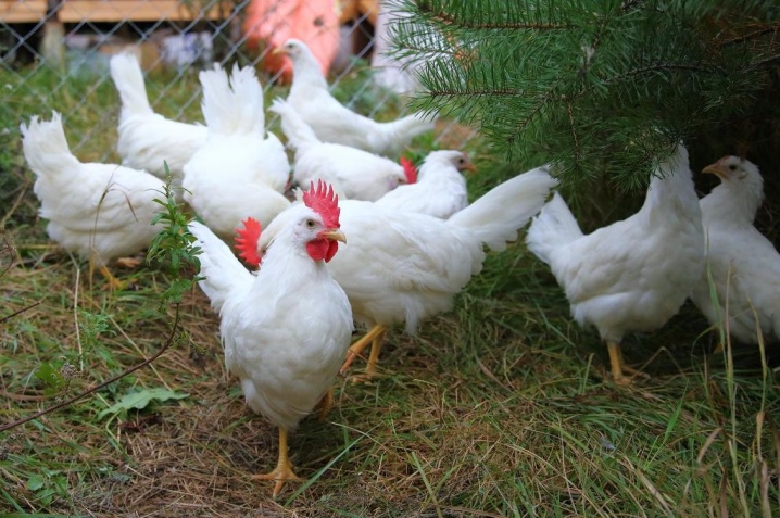 Pollos decorativos: razas populares y características de su contenido.