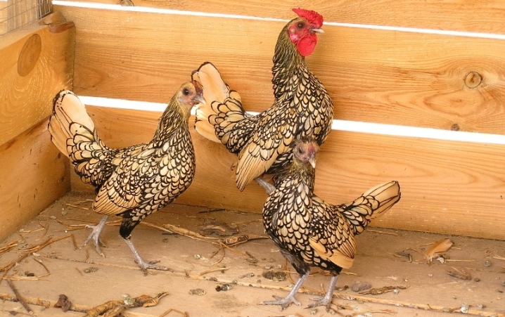 Dekoratív csirkék: népszerű fajták és tartalmuk jellemzői