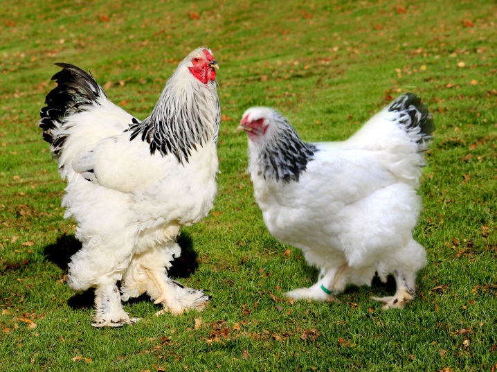 دجاج الزينة: السلالات الشعبية وخصائص محتواها