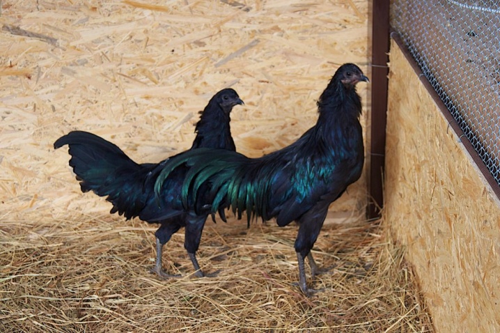 Pollos decorativos: razas populares y características de su contenido.