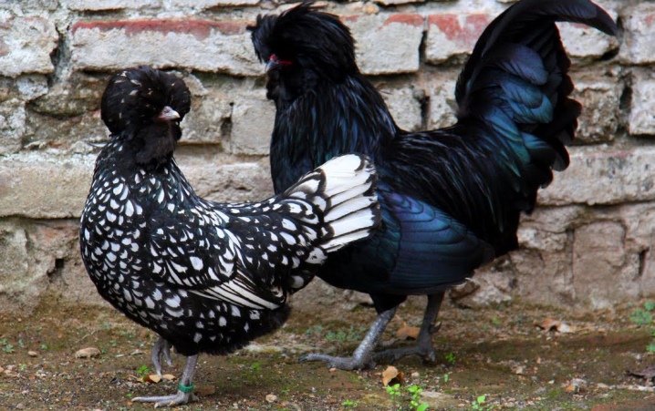 Διακοσμητικά κοτόπουλα: δημοφιλείς φυλές και χαρακτηριστικά του περιεχομένου τους