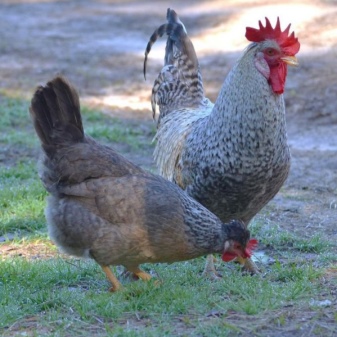 Legbar is a popular breed of chickens description of the breed of cream and crested legbars. Features of keeping birds. How to distinguish chickens by sex? Owner reviews