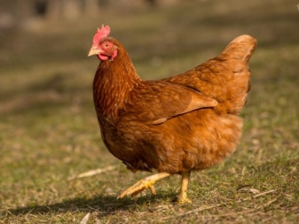 Geländehühner: Was ist das, Arten und Inhalt