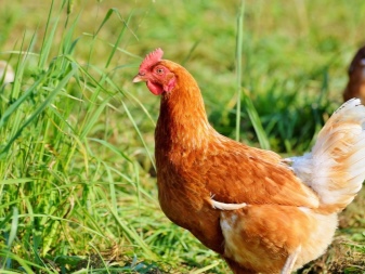 Geländehühner: Was ist das, Arten und Inhalt