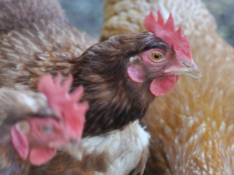 Kros tavukları: nedir, türleri ve içeriği