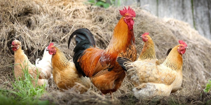 Kros tavukları: nedir, türleri ve içeriği