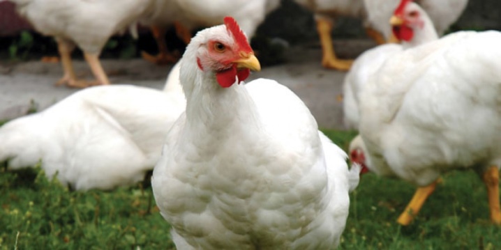 Cross-country chickens: what is it, types and content