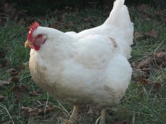 Ayam kampung: apa itu, jenis dan isinya