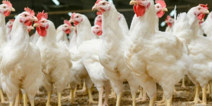 Κοτόπουλα εκτός της χώρας: τι είναι, τύποι και περιεχόμενο