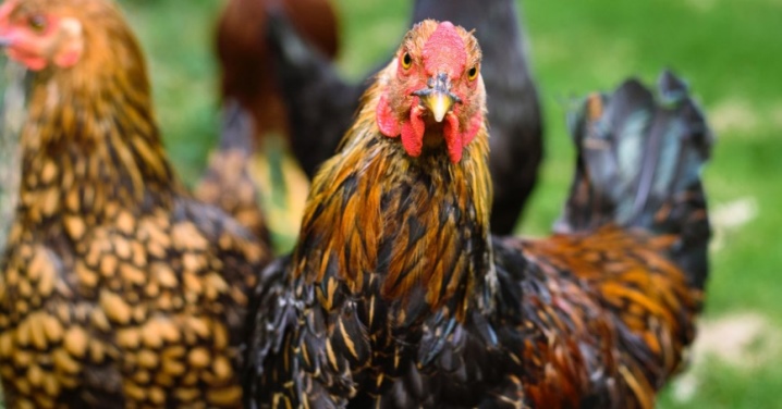 Ayam kampung: apa itu, jenis dan isinya