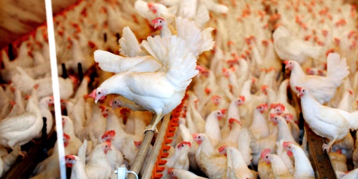Sífutó csirkék: mi ez, típusai és tartalma