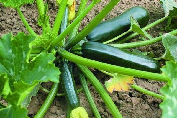 semak zucchini