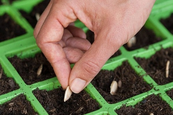 Sowing zucchini for seedlings