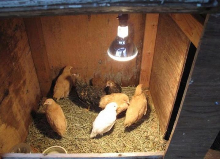 Funksjoner og tips for å arrangere et hønsehus