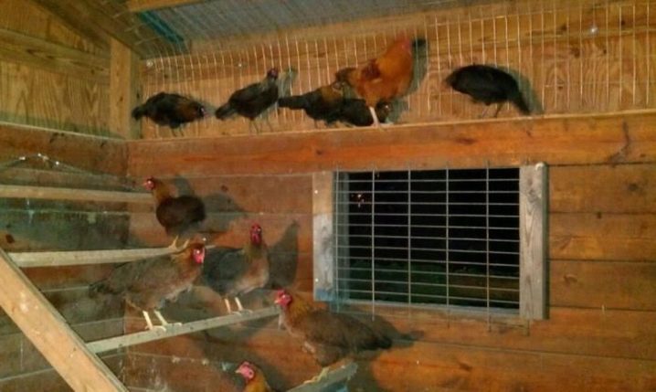 Funktionen und Tipps zur Einrichtung eines Hühnerstalles