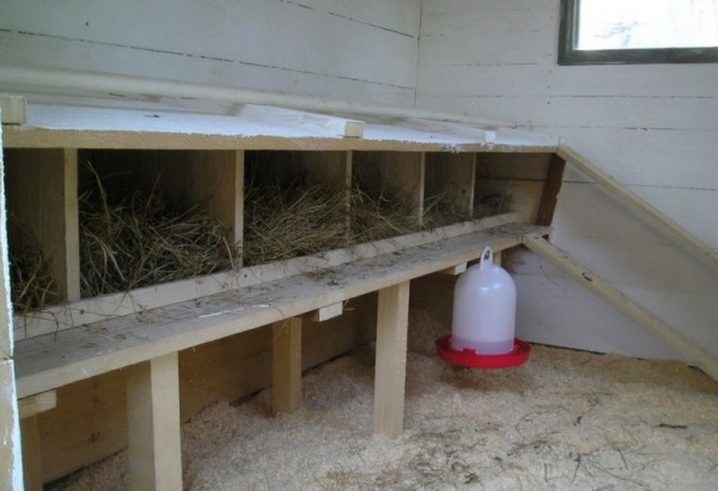 Features and tips for arranging a chicken coop