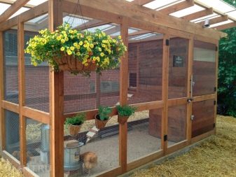 Mini chicken coop: projects, construction and arrangement