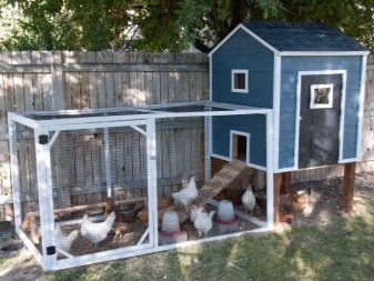 Mini chicken coop: projects, construction and arrangement