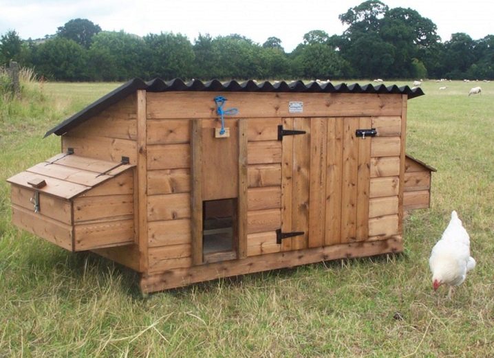 Chicken coop for 20 chickens: projects, construction and arrangement