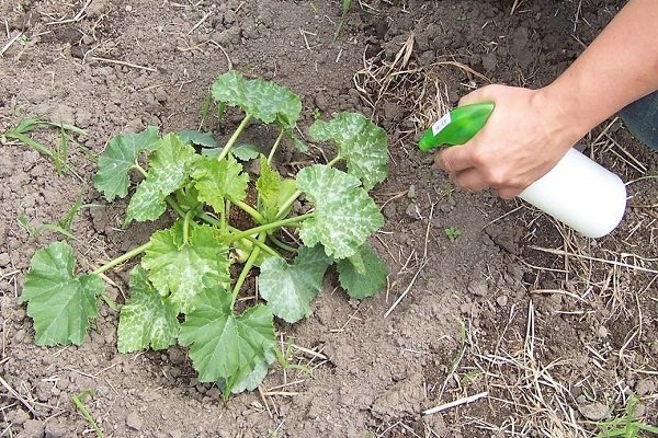 Top dressing of courgettes
