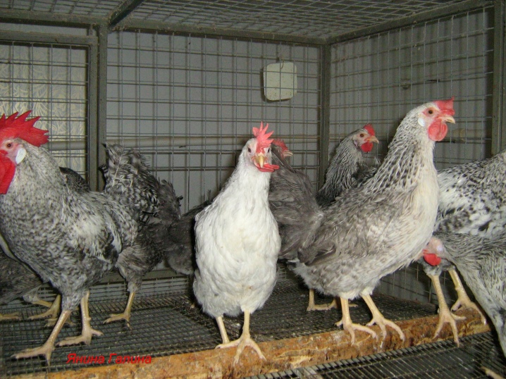 Hvordan ser en æglæggende høne ud?  Funktioner ved dyrkning af kyllinger, ejeranmeldelser