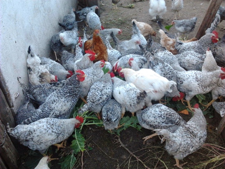 What does a laying hen look like? Features of growing chickens, owner reviews