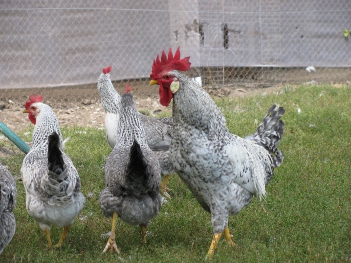 Qual é a aparência de uma galinha poedeira?  Características do cultivo de galinhas, comentários dos proprietários
