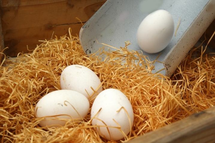産卵鶏はどのように見えますか？ 成長鶏の特徴、飼い主のレビュー