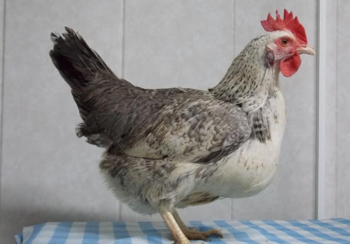 Che aspetto ha una gallina ovaiola?  Caratteristiche dei polli in crescita, recensioni dei proprietari