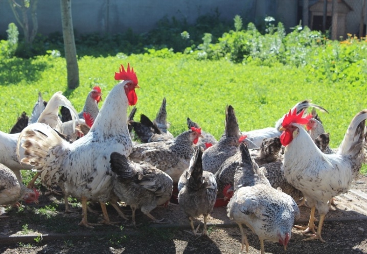 Che aspetto ha una gallina ovaiola?  Caratteristiche dei polli in crescita, recensioni dei proprietari