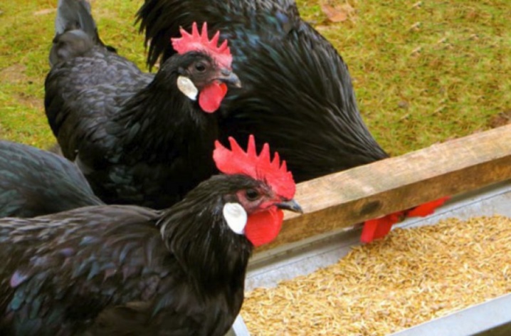 Csirke jellemzői, termelékenység és tartalom.  Vélemények