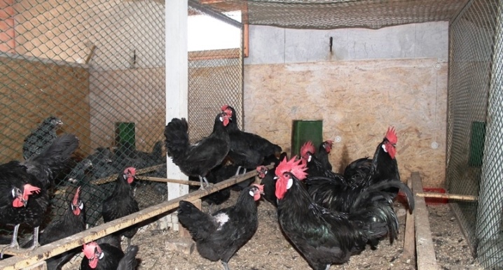 Csirke jellemzői, termelékenység és tartalom.  Vélemények