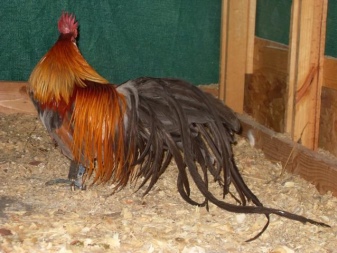 Description of chickens and roosters, the rules for their maintenance and breeding