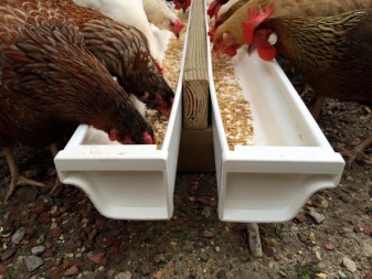 Descripción de gallinas y gallos, reglas para su mantenimiento y cría.
