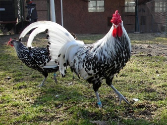 Descrição de galinhas e galos, regras para sua manutenção e criação