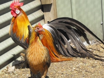 Description des poules et des coqs, les règles de leur entretien et de leur élevage