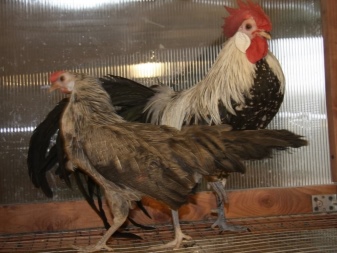 Descrição de galinhas e galos, regras para sua manutenção e criação